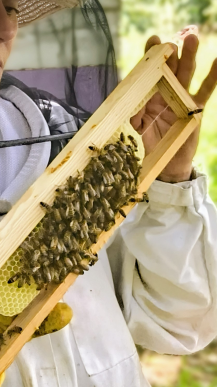 producteur local bio miel