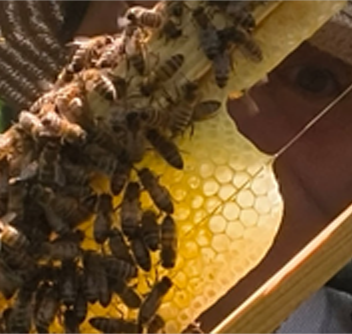 Le miel est t'il végan